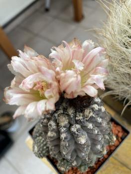 Neochilenia napina